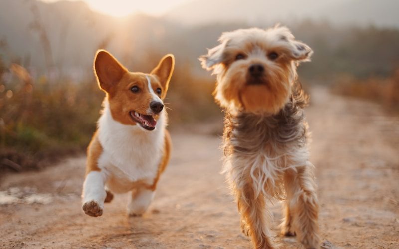 Vendra veterinary clinic software — vet examining animal at clinic